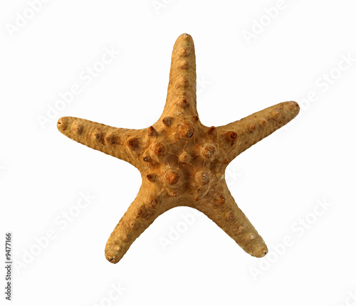A five-arm starfish on a white backrground