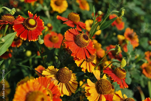 Obraz na płótnie beautiful flower helenium. Close-up w salonie