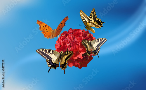 butterfly on red flower