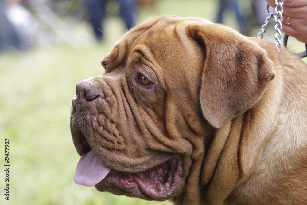 a big dog : french mastiff