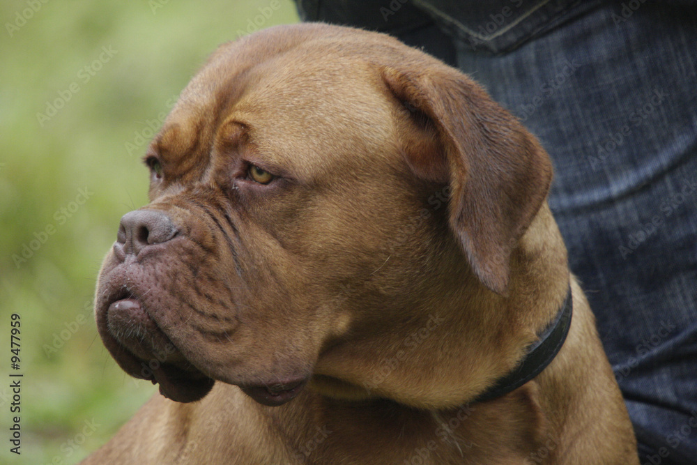 Fototapeta premium a big dog : french mastiff
