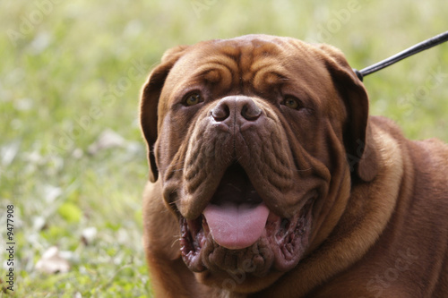 a big dog : french mastiff