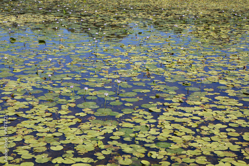 Water lillies in full bloom, NSW, Australia