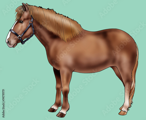 Illustration of a Pony of Iceland - Realistic style