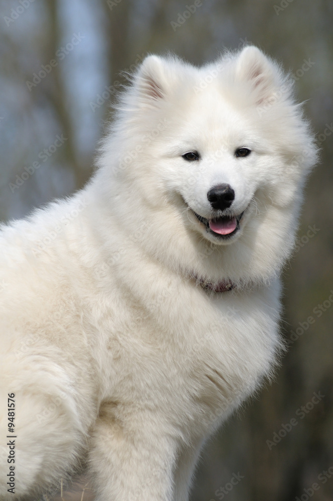 Samoyed dog - snow-white miracle of North Samoyed dog - snow-white miracle of North