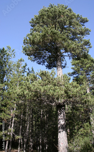 Forêt de pins laricio en Sicile