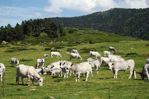 Troupeau de vaches gasconnes,Pyrénées audoises