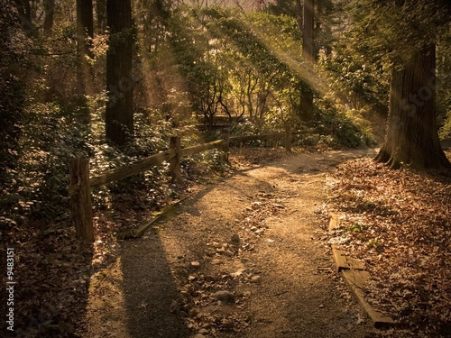 Path lit by golden beams of sunlight