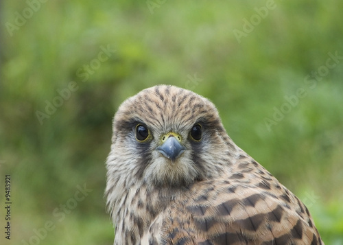 Kestrel in the forest