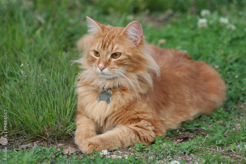 Orange Tabby Cat in the Yard