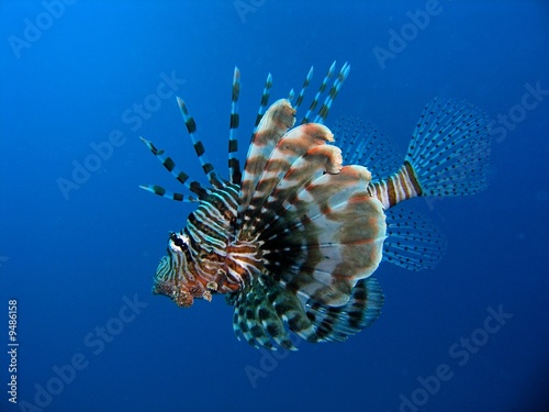 Obraz na płótnie Lionfish w salonie