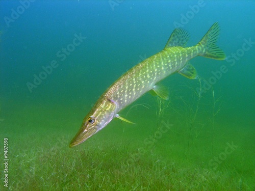 Pike in the lake