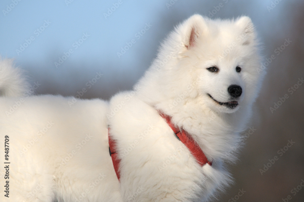 Samoyed dog - snow-white miracle of North Samoyed dog - snow-white miracle of North