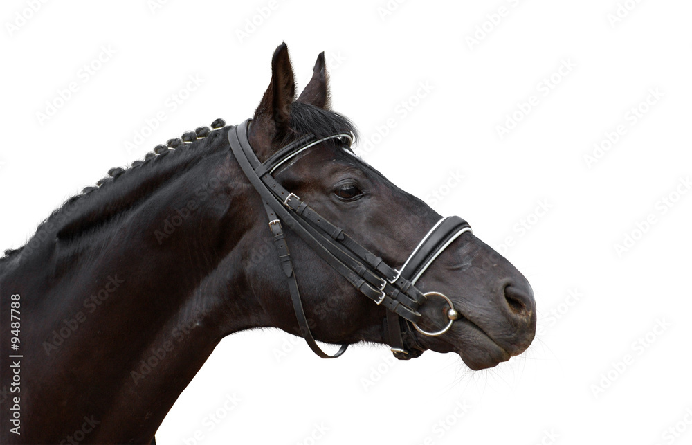 Fototapeta premium black horse isolated on white
