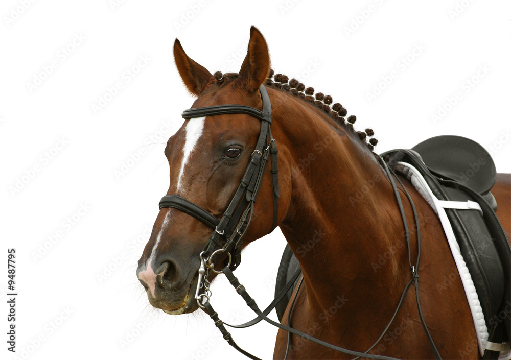 bay horse isolated on white bay horse isolated on white