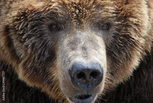 Bear eyes photo