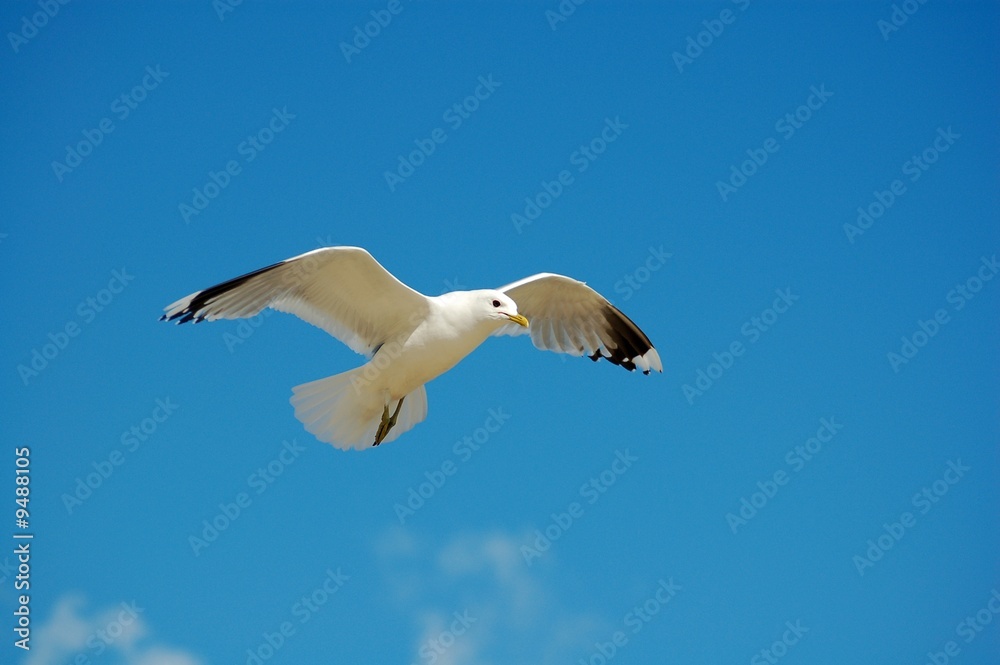 Fototapeta premium Möwe