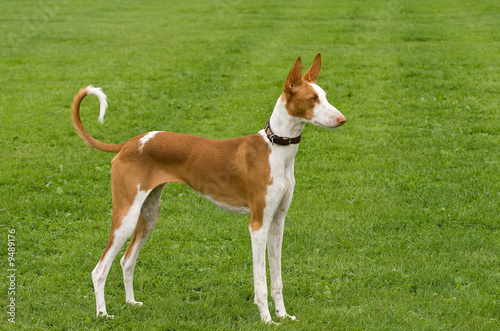 Ibizan Hound posed photo