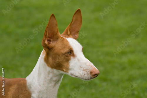 Ibizan Hound head