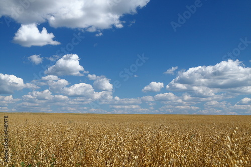Golden oat field over blue sky and some clouds