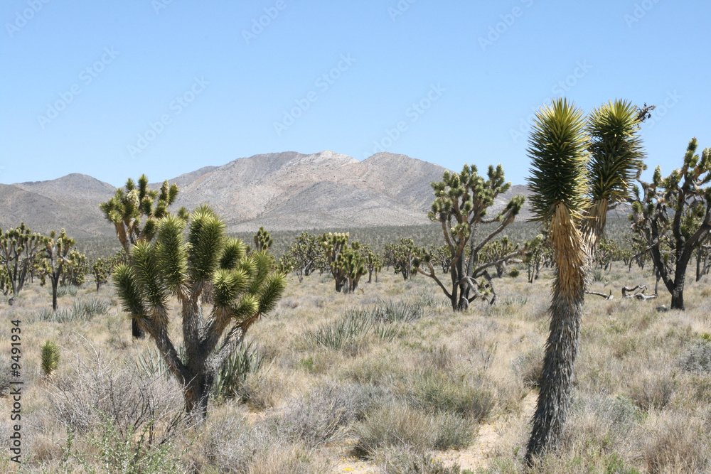 Joshua trees in Mojave Desert, California Joshua trees in Mojave Desert, California