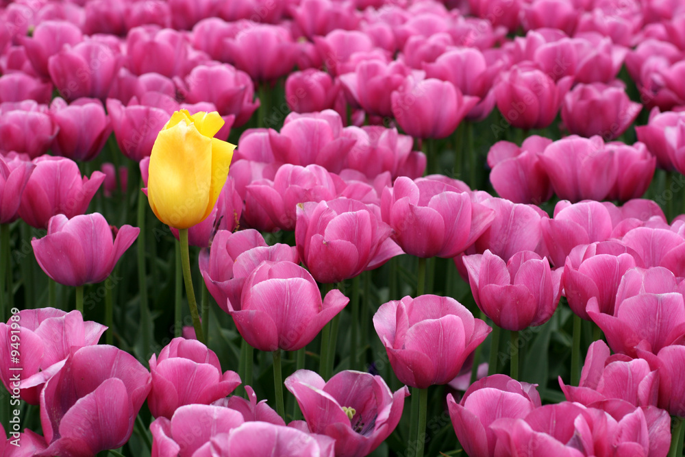 Tulips Tulips
