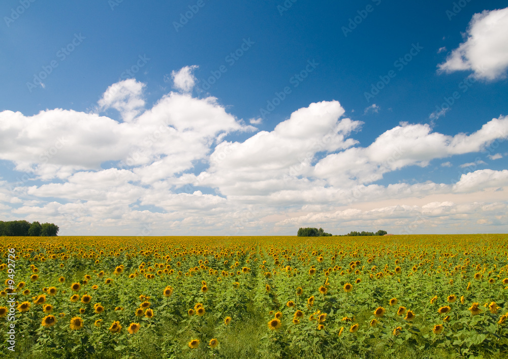 A field of suflowers A field of suflowers