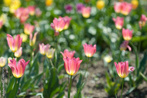 tulip