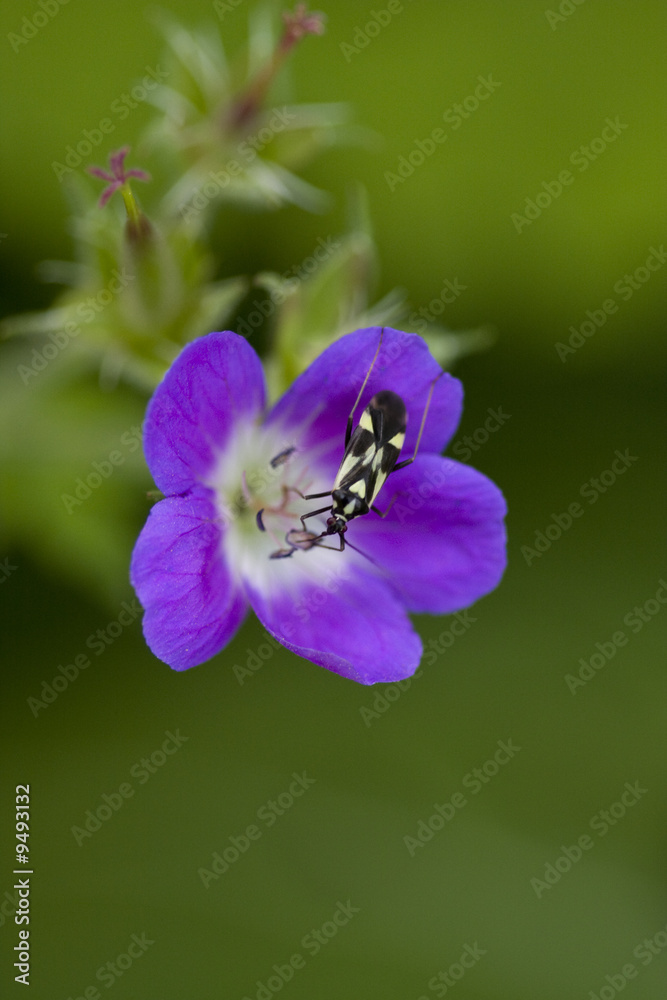 Little bug sitting on a violet flower