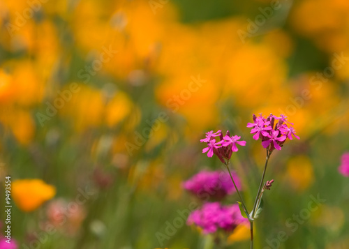 Pink Flower with blurry colorful background