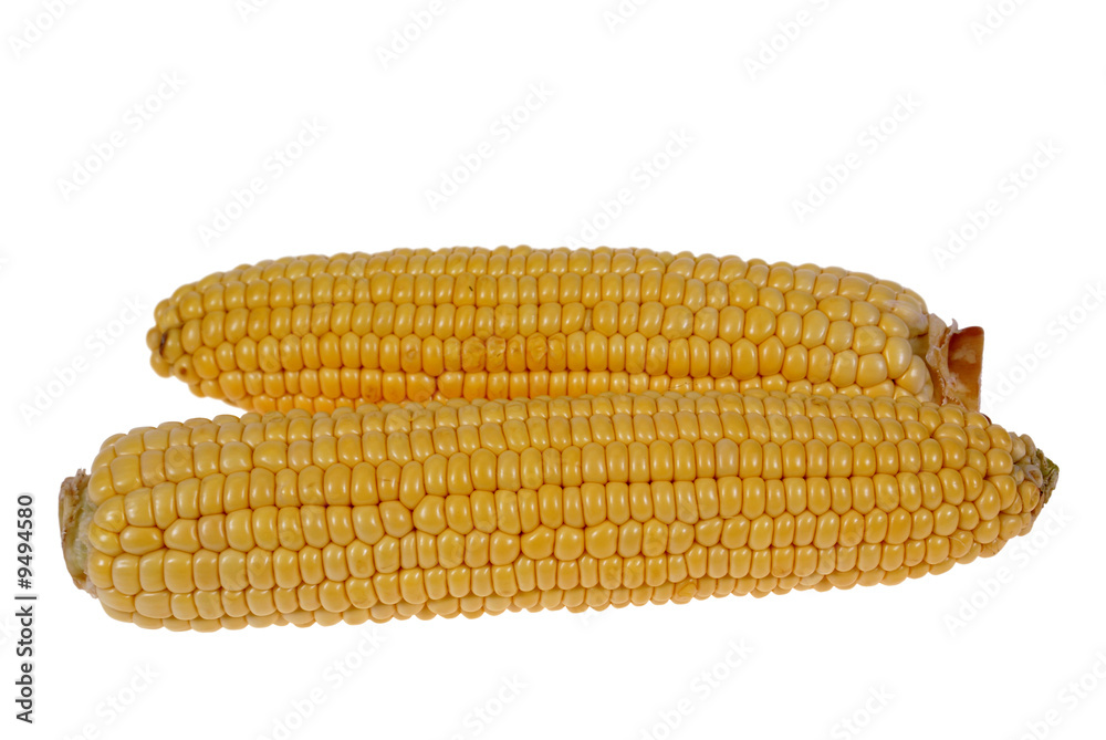 two big corn cobs isolated on white background