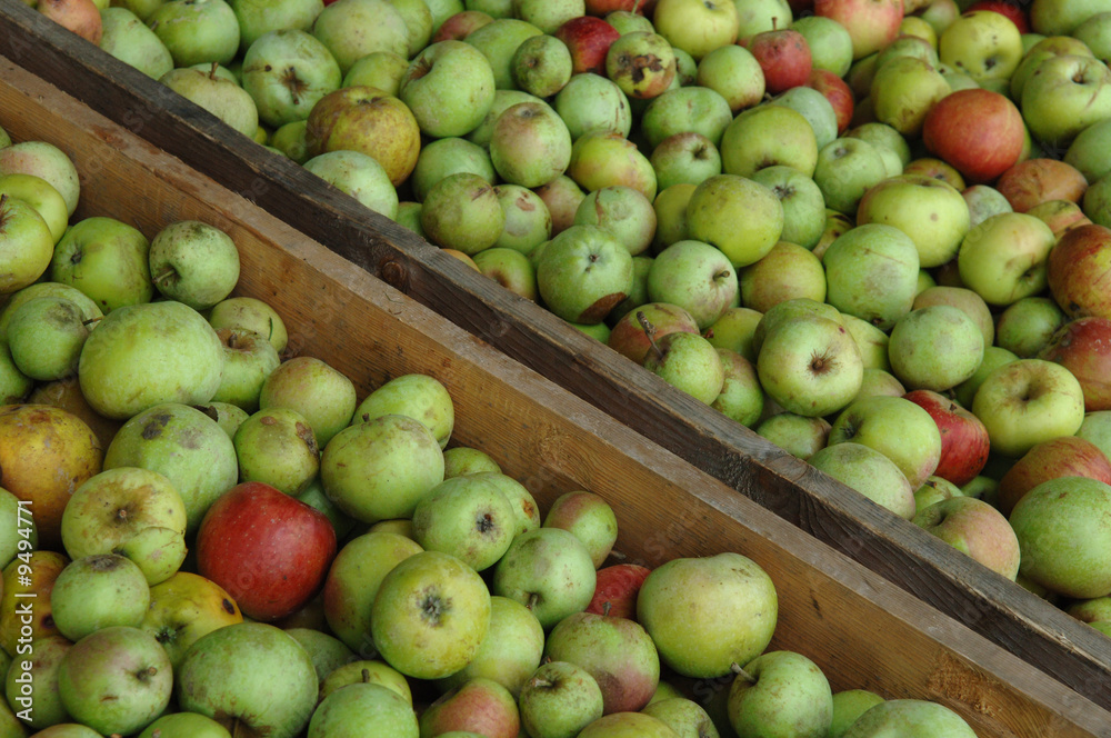récolte des pommes à jus récolte des pommes à jus
