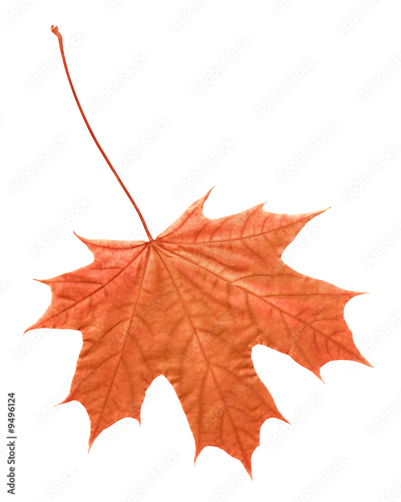 Fototapeta premium Leaf in autumn isolated on white
