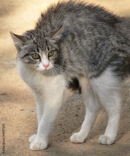 gatto spaventato photo