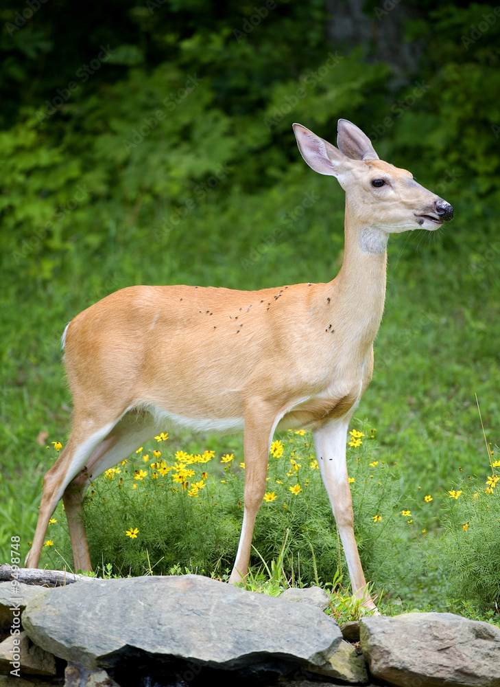 whitetail doe that's gotten into the garden whitetail doe that's gotten into the garden