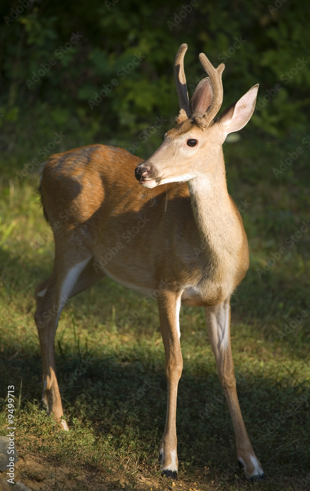 whitetail buck in velvet as the sun goes down whitetail buck in velvet as the sun goes down
