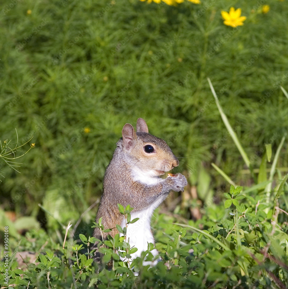 summer squirrel that's found something to eat summer squirrel that's found something to eat