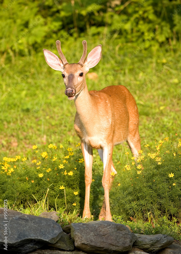 yearling whitetail buck in a springtime flower bed yearling whitetail buck in a springtime flower bed