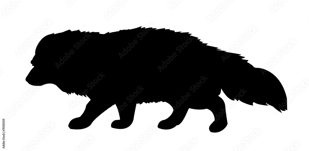 silhouette polar fox on white background silhouette polar fox on white background