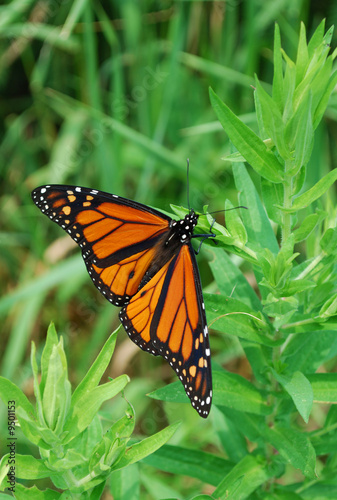 Monarch butterfly © Aniram