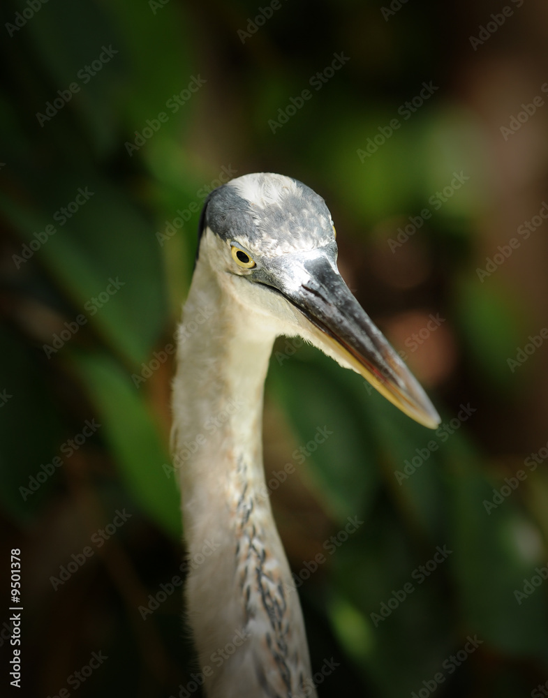 Closeup view of great blue heron's head Closeup view of great blue heron's head
