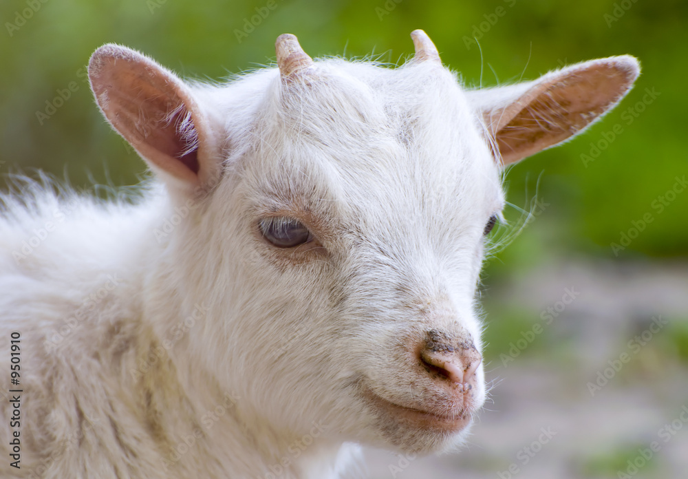 Young little goat
