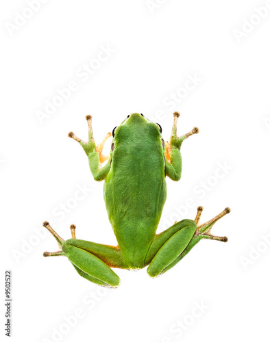 Green Tree Frog. Top view. Isolated on white background.
