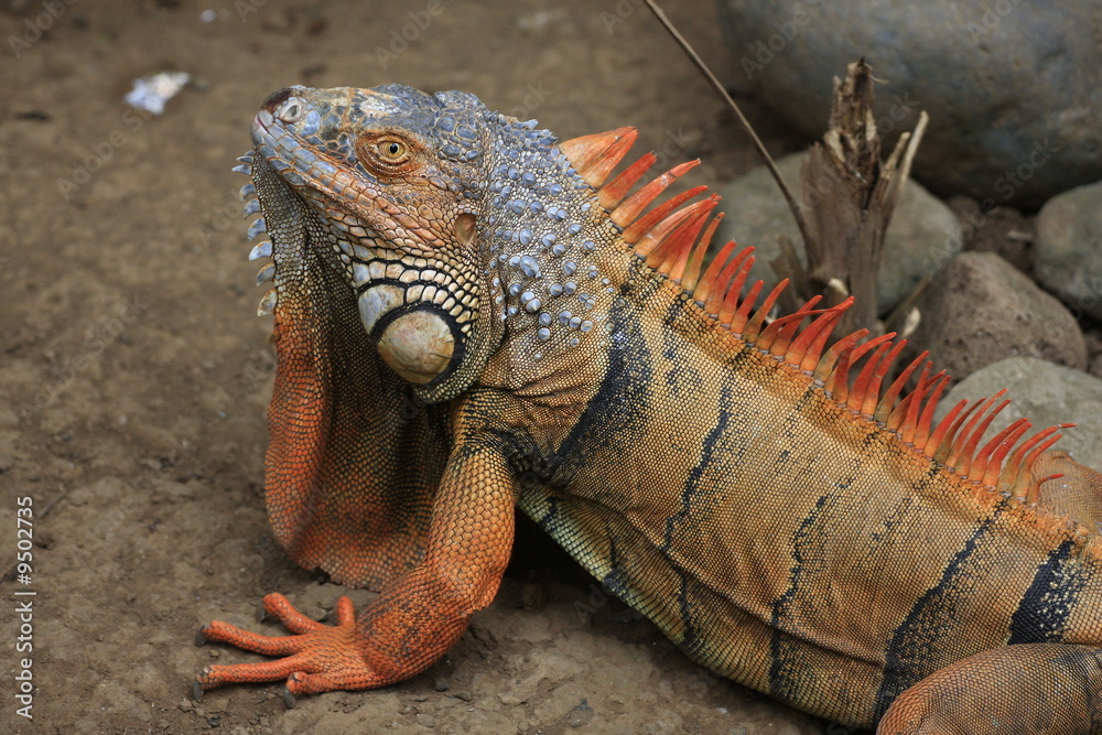 portrait d'iguane bali zoo portrait d'iguane bali zoo
