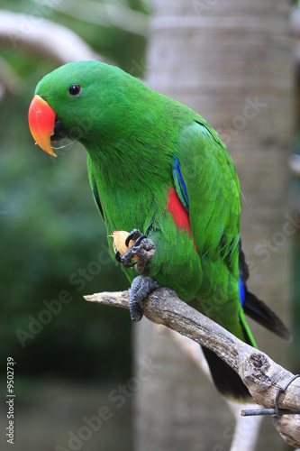 perroquet vert bali zoo