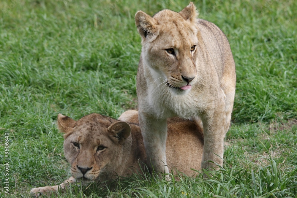 Naklejka premium Two young female lions in lush green grass