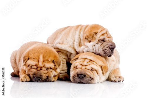 three Shar Pei baby dogs  almost one month old