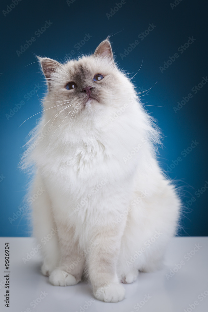 White cat on the white table over blue background