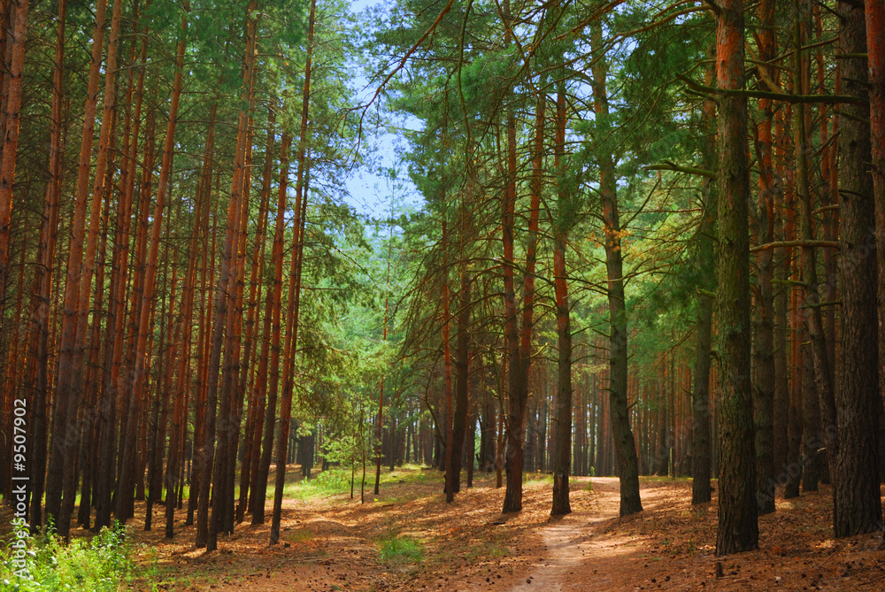 Obraz premium winding path through savannah forest with sun beams