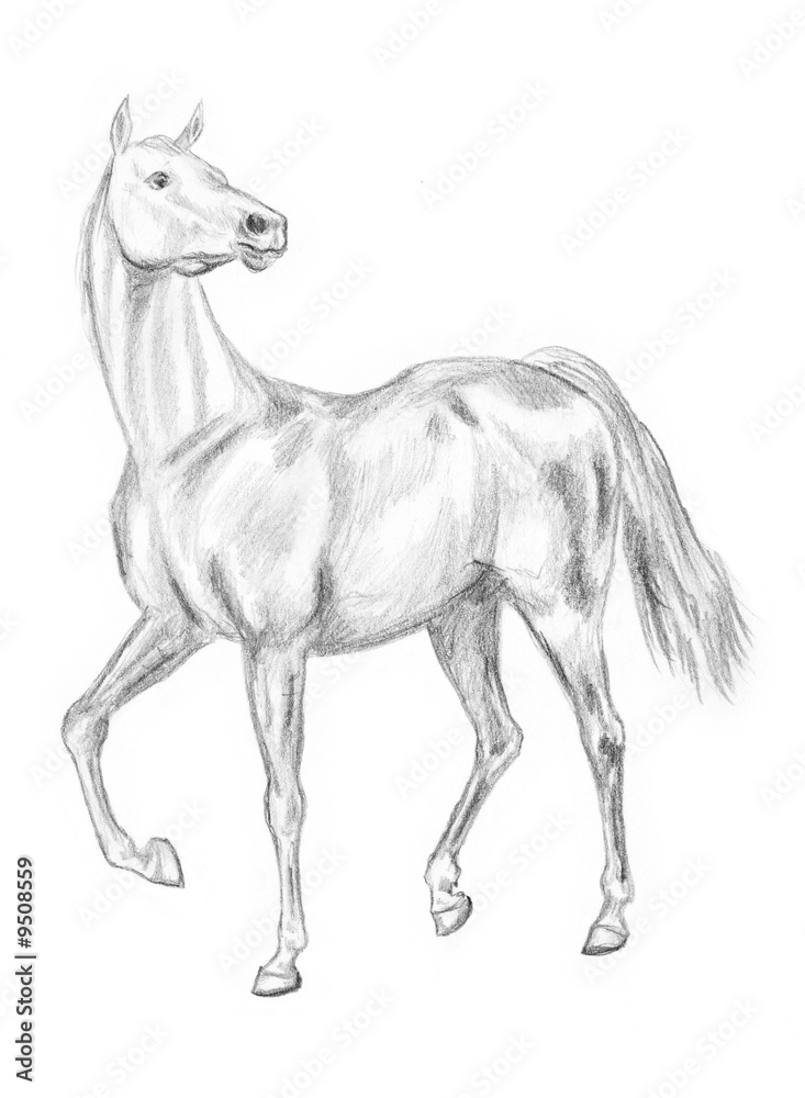 Walking horse pencil drawing, hand-drawn.